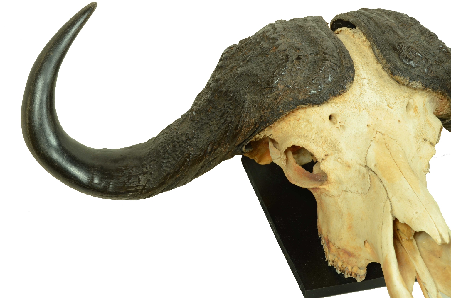 Natural history/698-Skull African Buffalo
