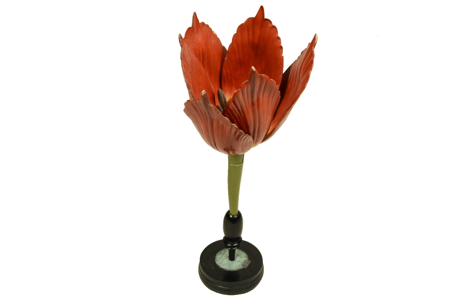 Natural history/704-Brende lTulip Model