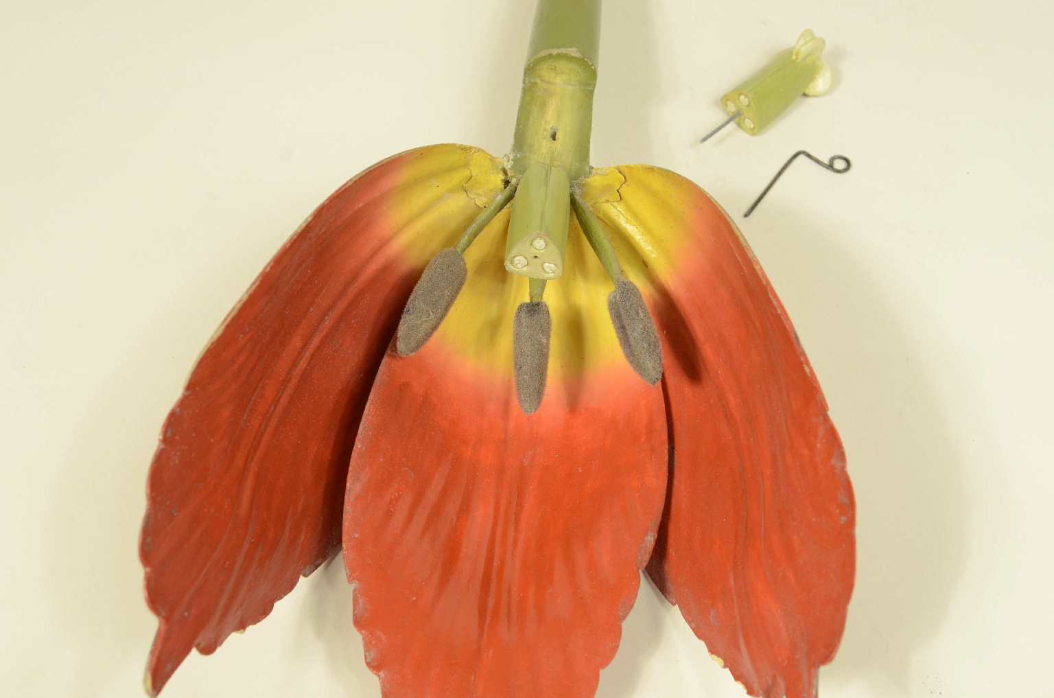 Natural history/704-Brende lTulip Model