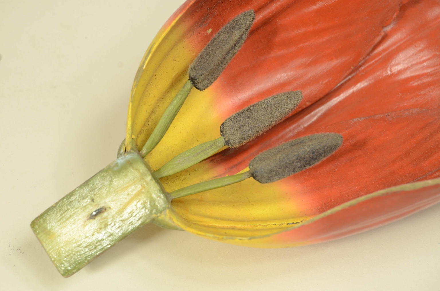 Storia naturale/704-Modello Tulipano Brendel