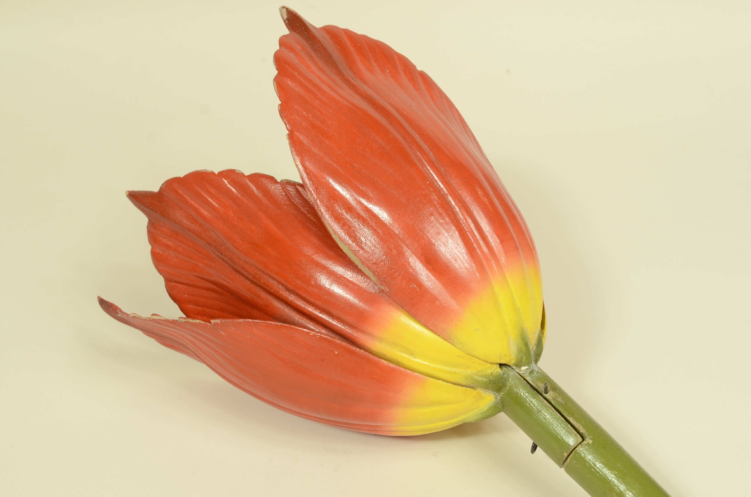 Natural history/704-Brende lTulip Model