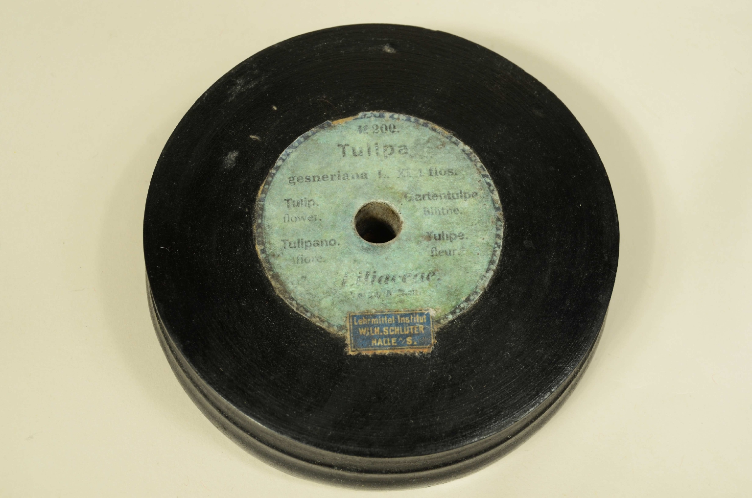 Storia naturale/704-Modello Tulipano Brendel