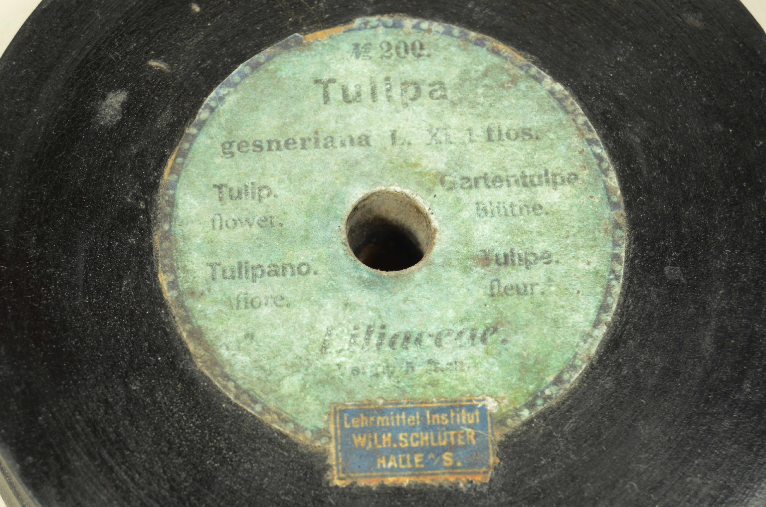 Storia naturale/704-Modello Tulipano Brendel