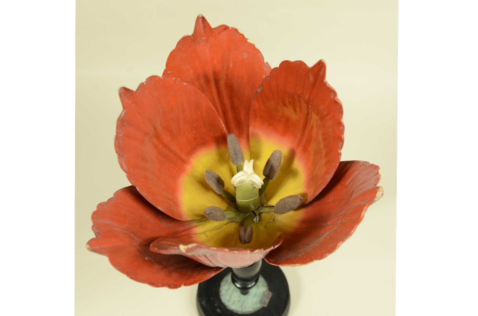 Storia naturale/704-Modello Tulipano Brendel