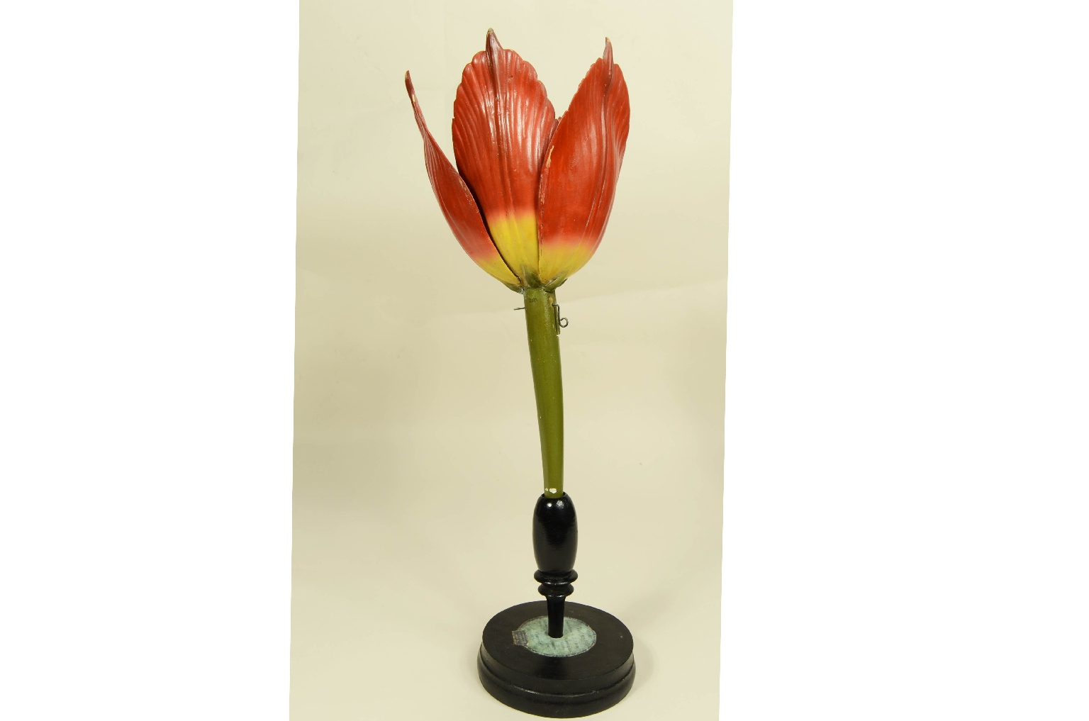 Natural history/704-Brende lTulip Model
