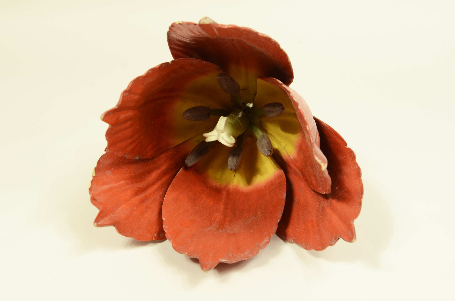 Natural history/704-Brende lTulip Model