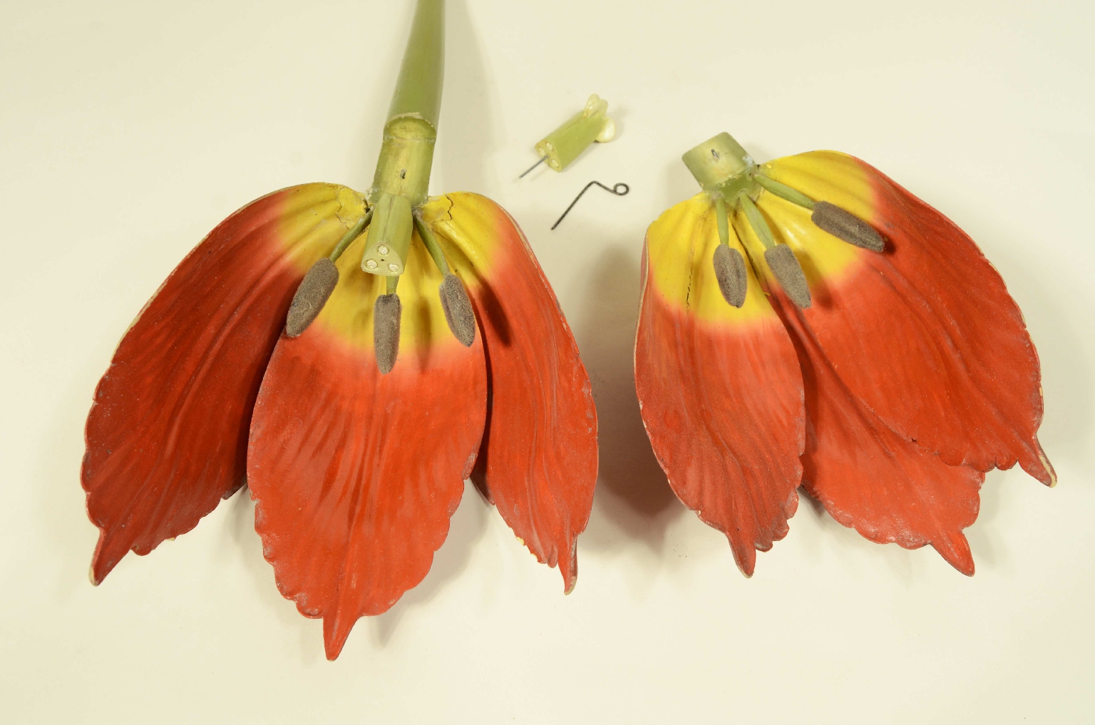 Natural history/704-Brende lTulip Model