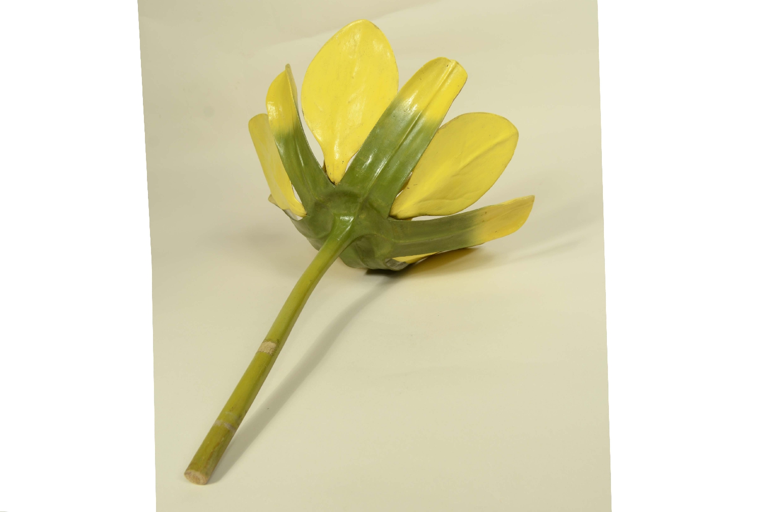 Storia naturale/704a-Modello Botanico Acero 