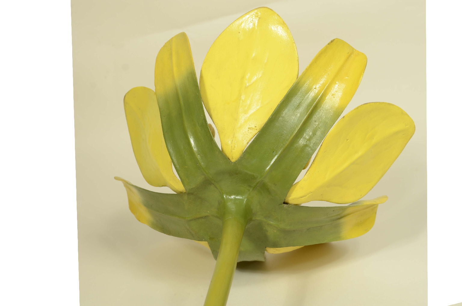 Natural history/704a-Botanical Model