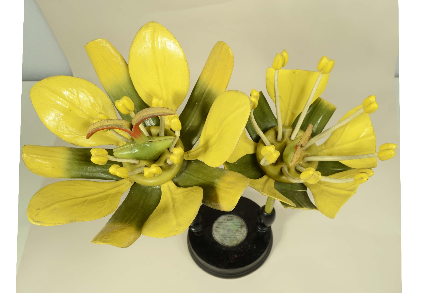 Natural history/704a-Botanical Model