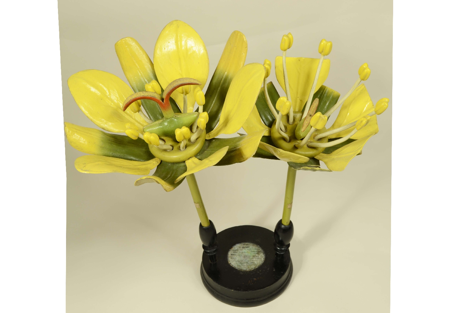 Natural history/704a-Botanical Model