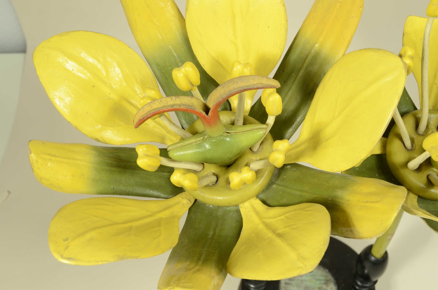 Natural history/704a-Botanical Model