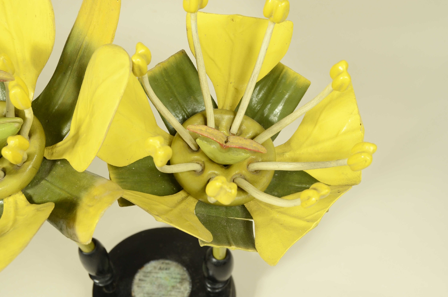 Natural history/704a-Botanical Model