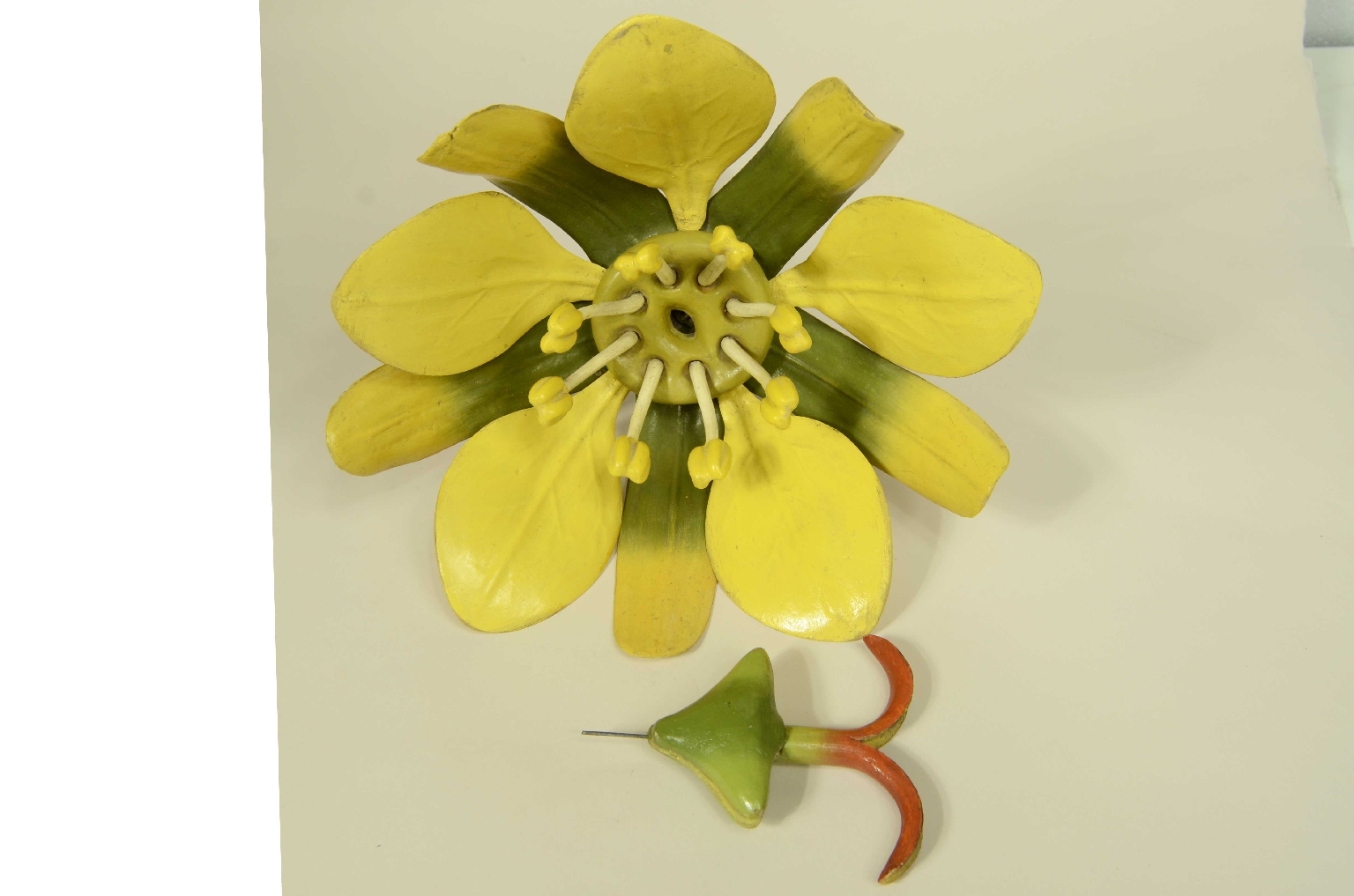 Storia naturale/704a-Modello Botanico Acero 