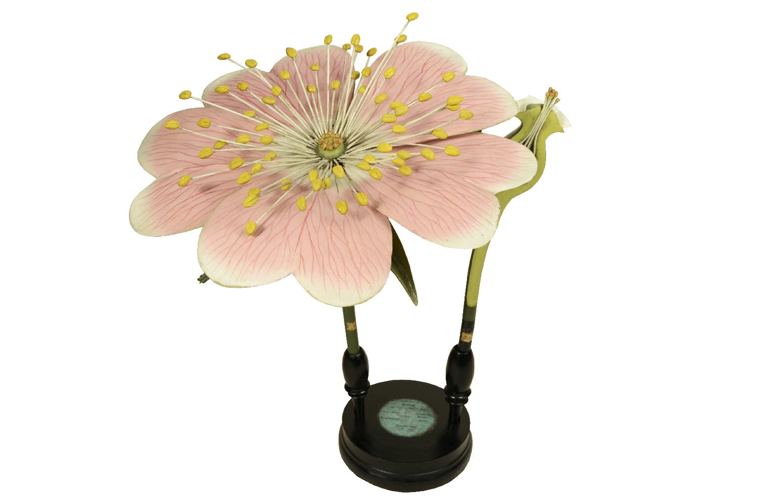 Storia naturale/704b-Modello Botanico Rosa 