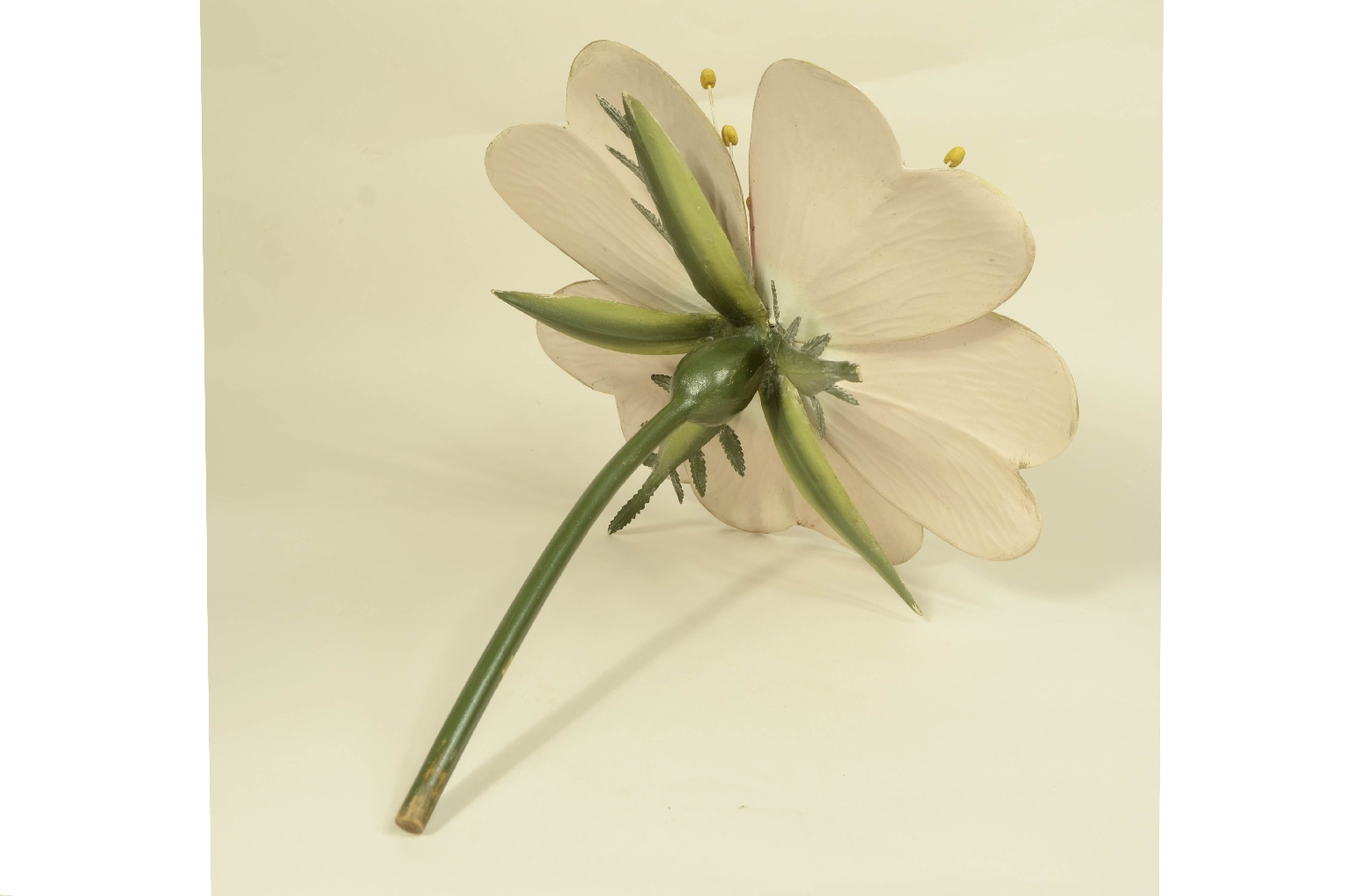 Storia naturale/704b-Modello Botanico Rosa 