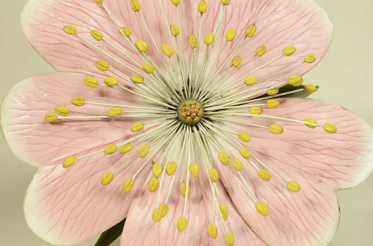 Natural history/704b-Botanical Model