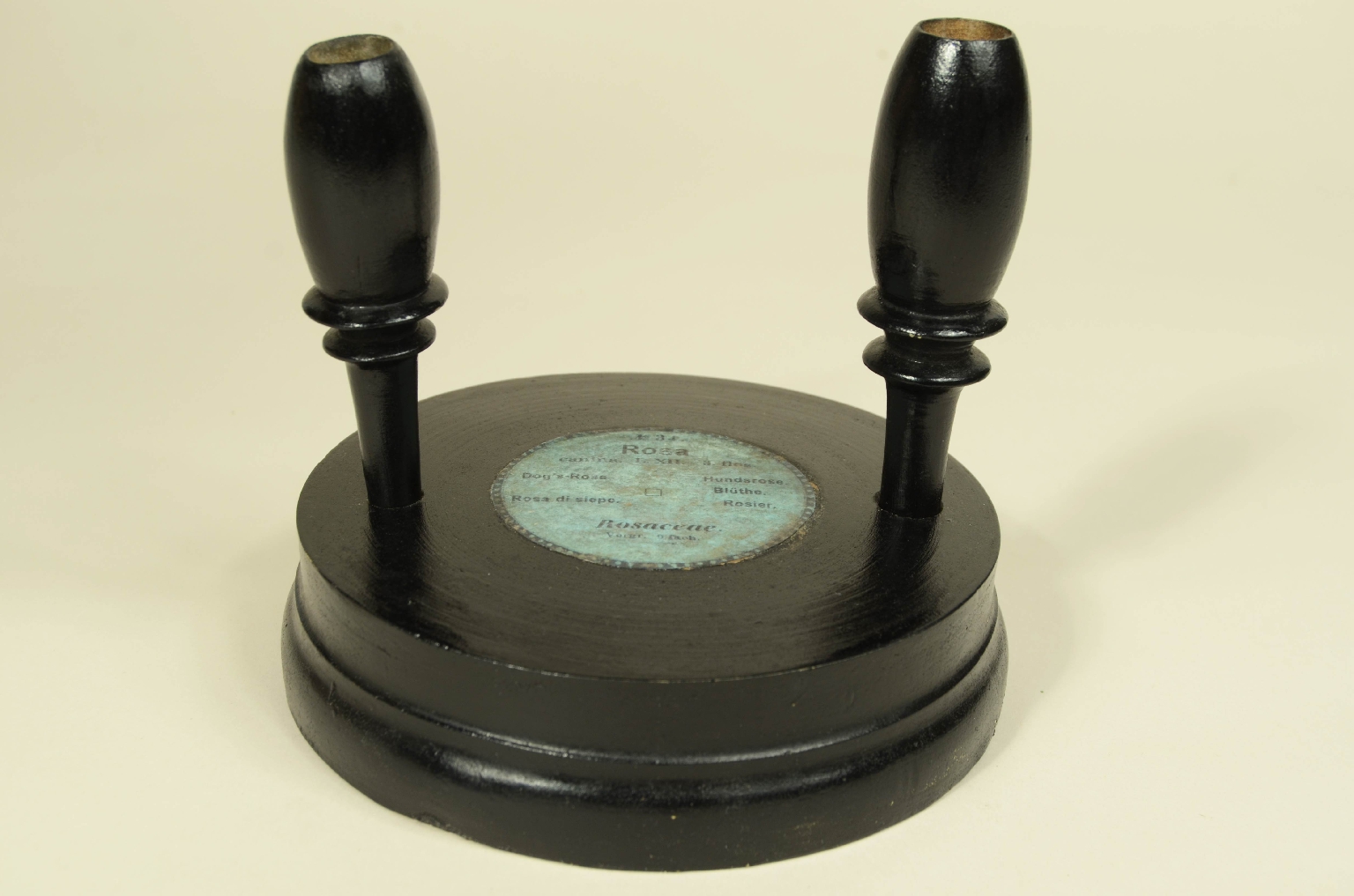 Storia naturale/704b-Modello Botanico Rosa 