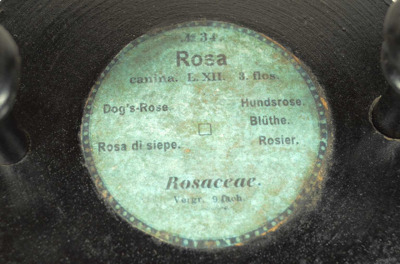 Storia naturale/704b-Modello Botanico Rosa 