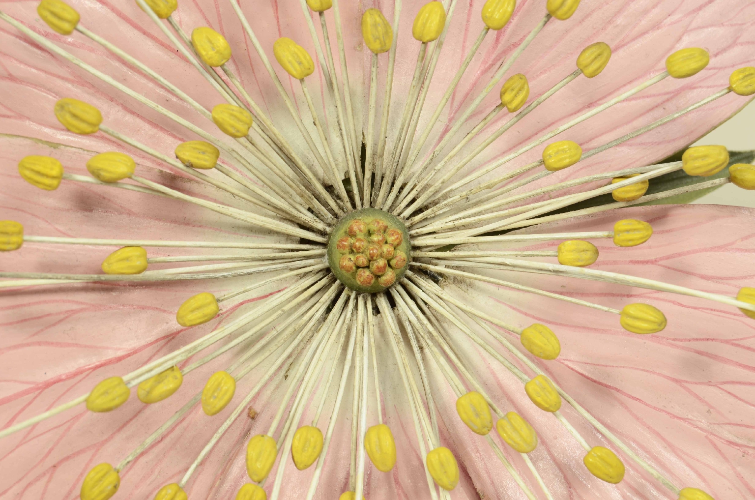 Storia naturale/704b-Modello Botanico Rosa 