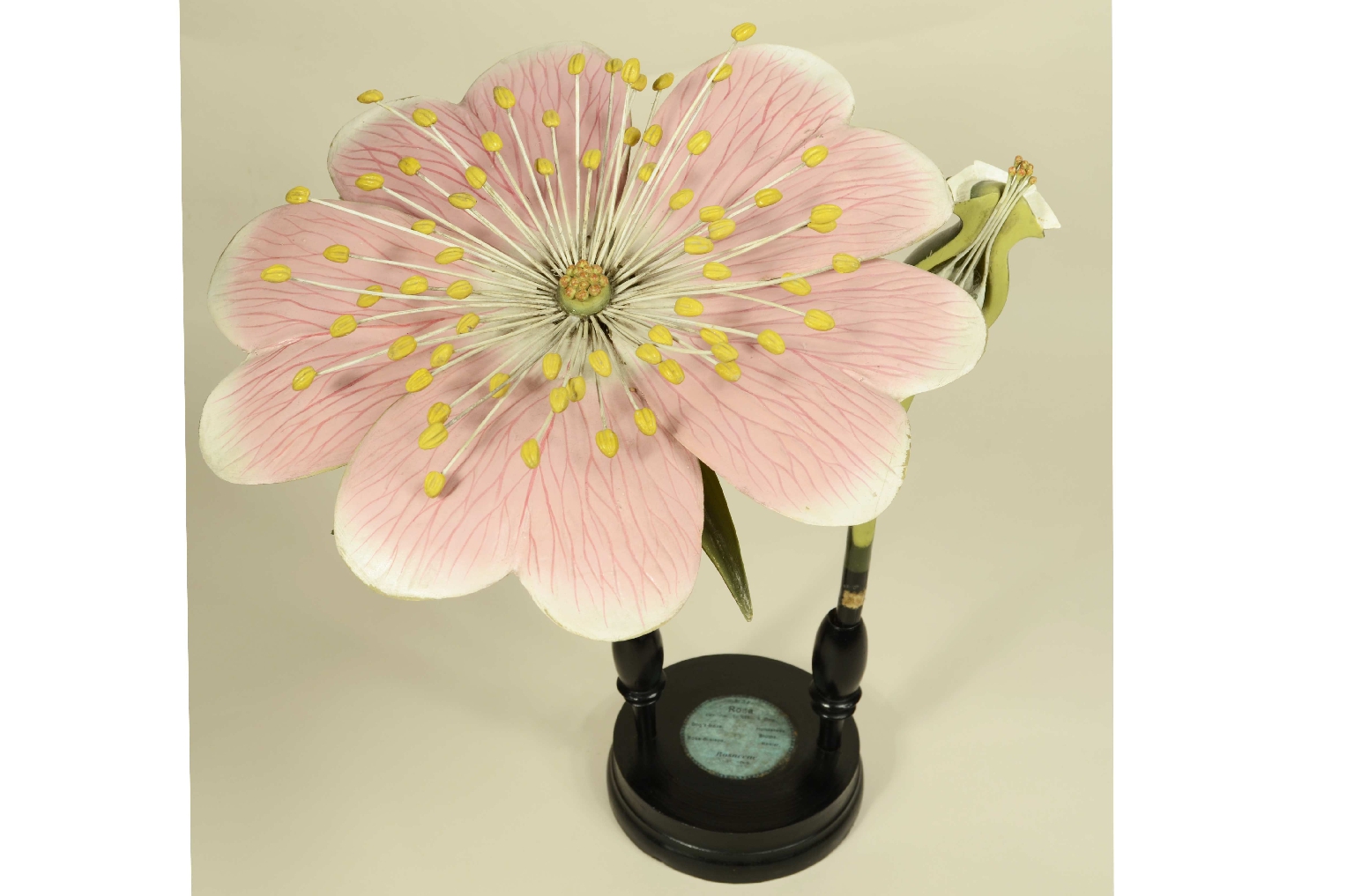 Storia naturale/704b-Modello Botanico Rosa 