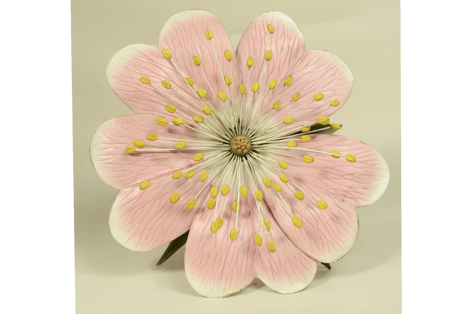 Storia naturale/704b-Modello Botanico Rosa 