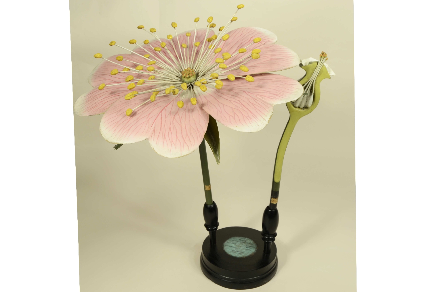 Storia naturale/704b-Modello Botanico Rosa 