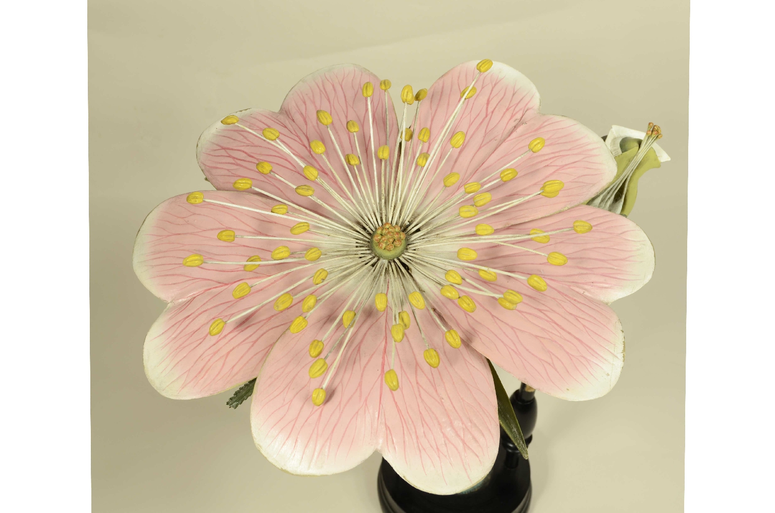 Natural history/704b-Botanical Model