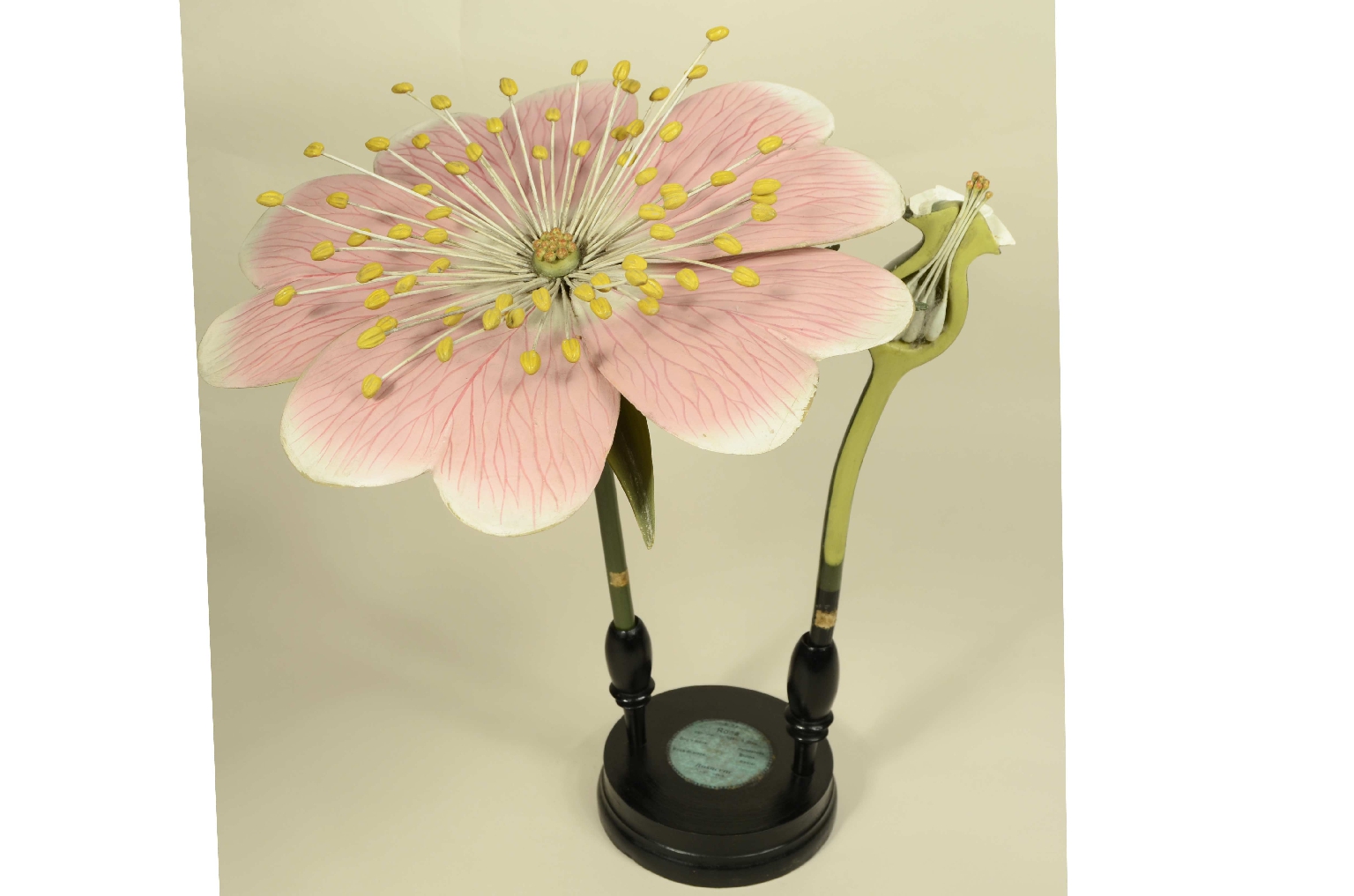 Natural history/704b-Botanical Model