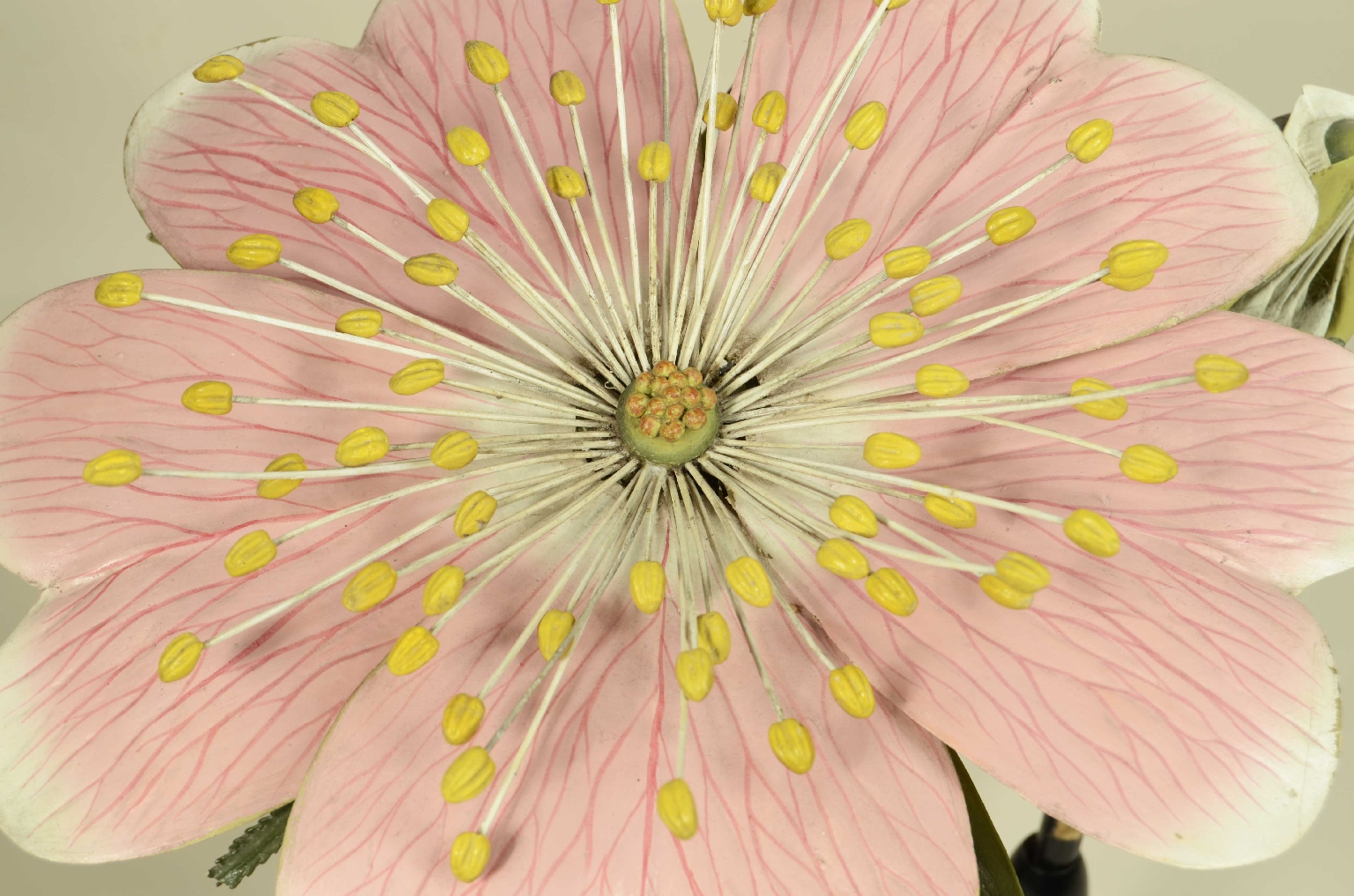 Storia naturale/704b-Modello Botanico Rosa 