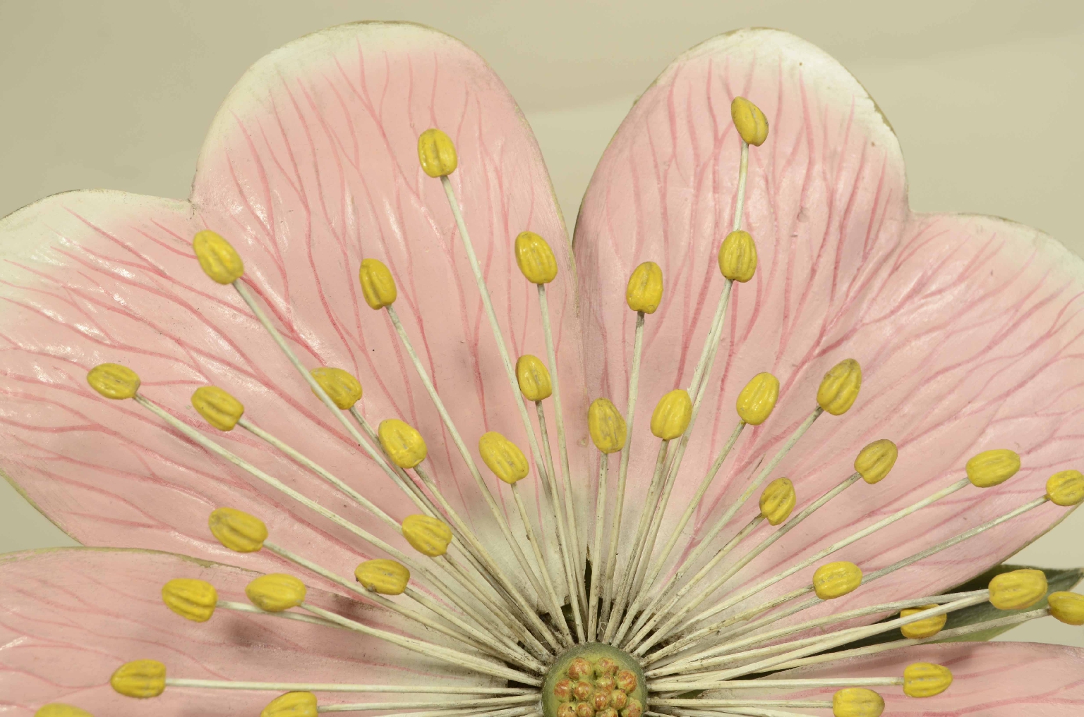 Natural history/704b-Botanical Model