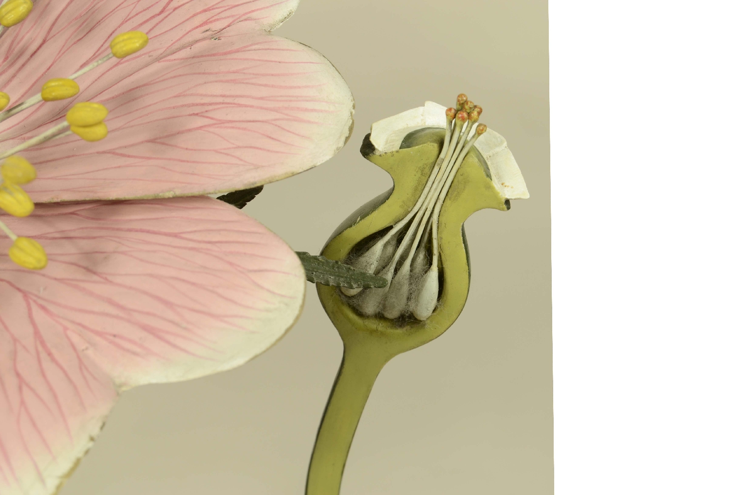 Storia naturale/704b-Modello Botanico Rosa 