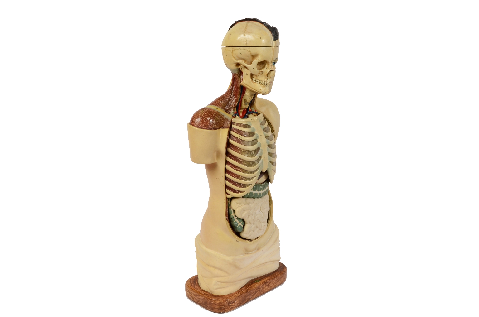 Busto, Anatomia Umana, Scultura Stock-Illustration