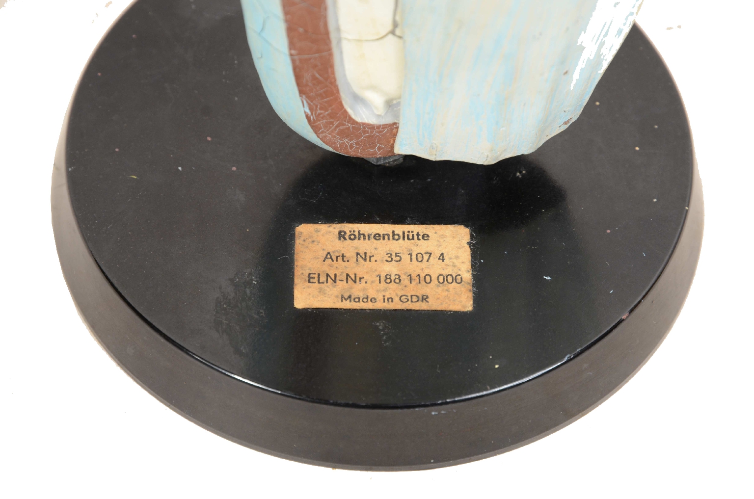 Storia naturale/7913-Modello Botanico