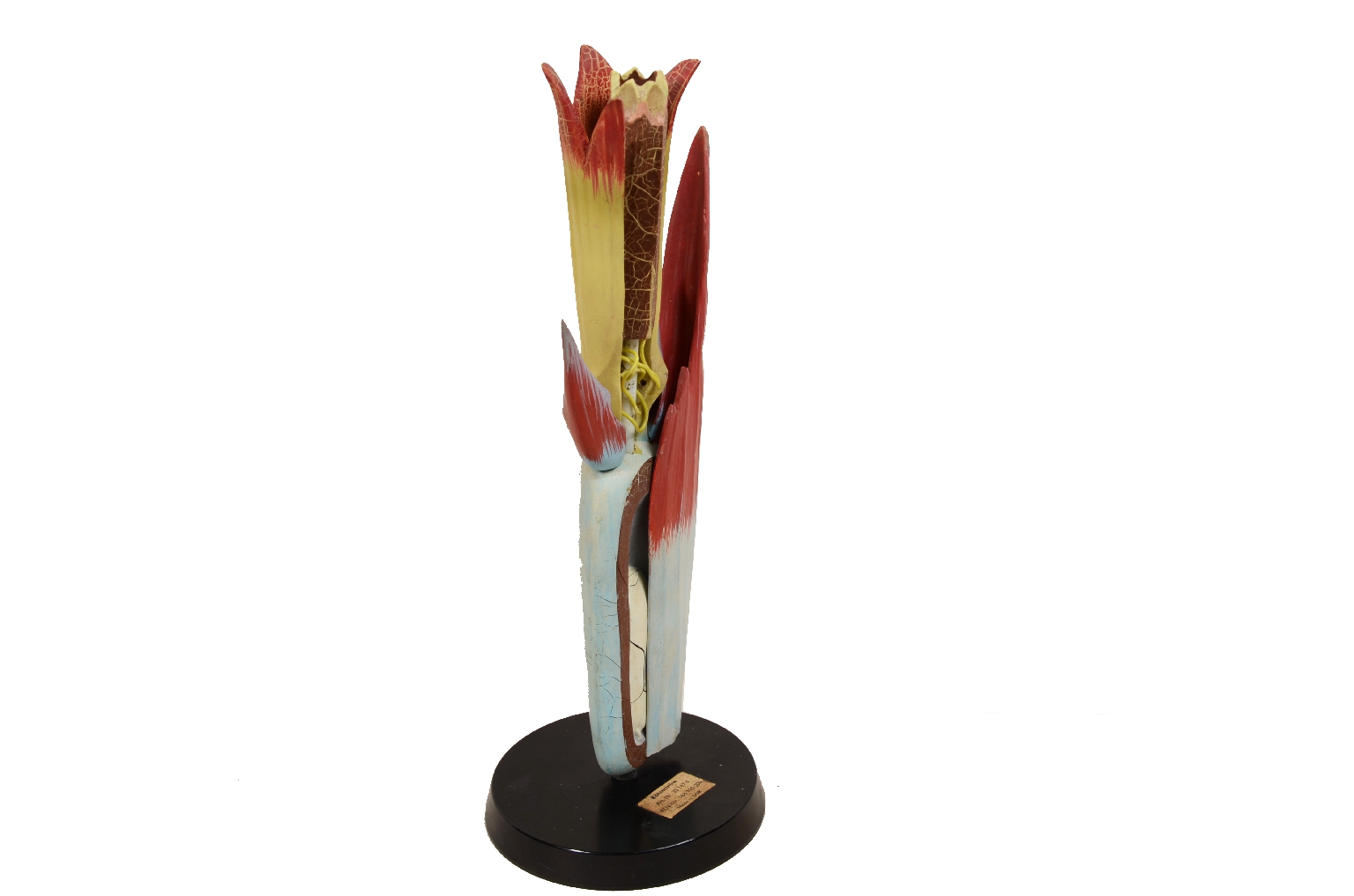 Natural history/7913-Didactic Botanical