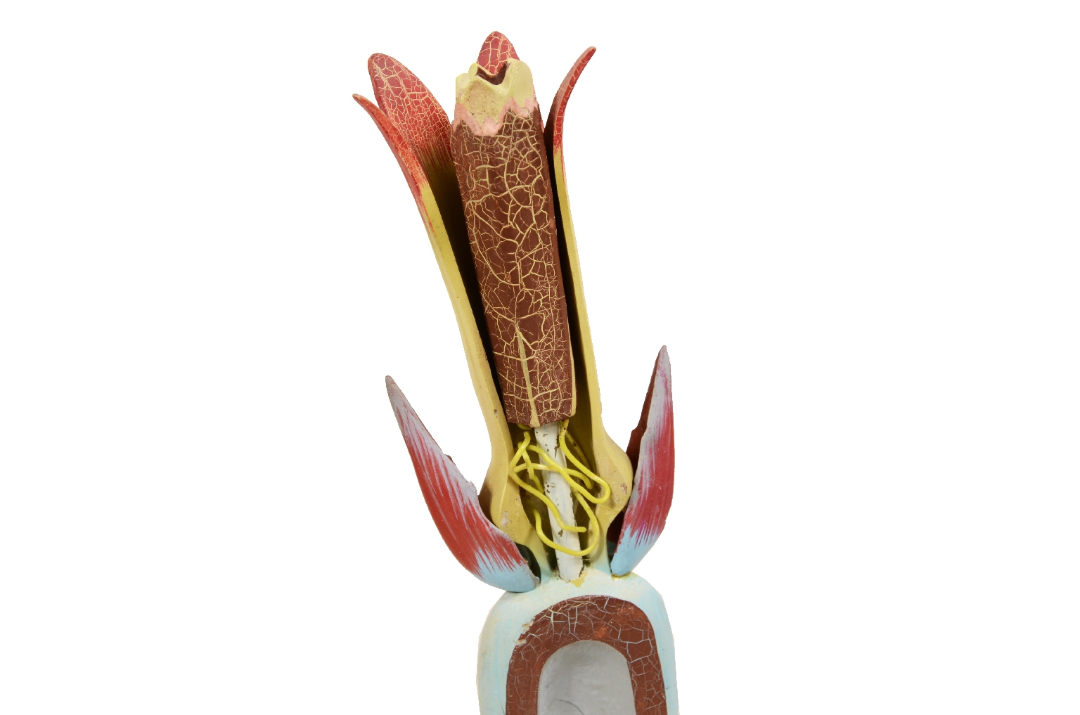 Natural history/7913-Didactic Botanical