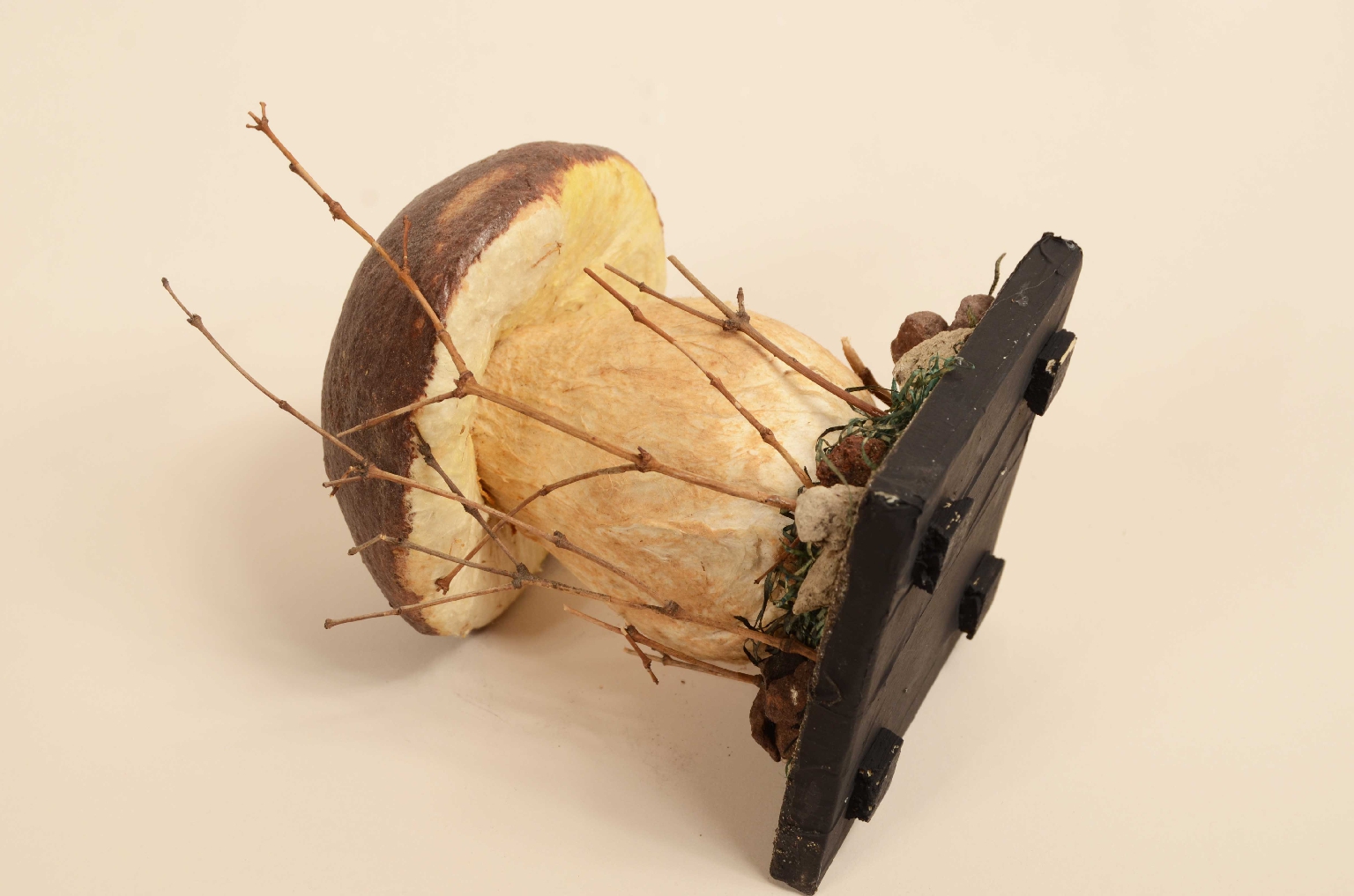 Natural history/7914-Model Porcini