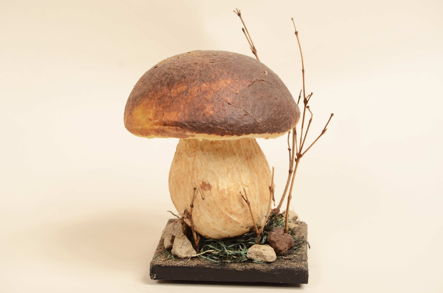 Natural history/7914-Model Porcini