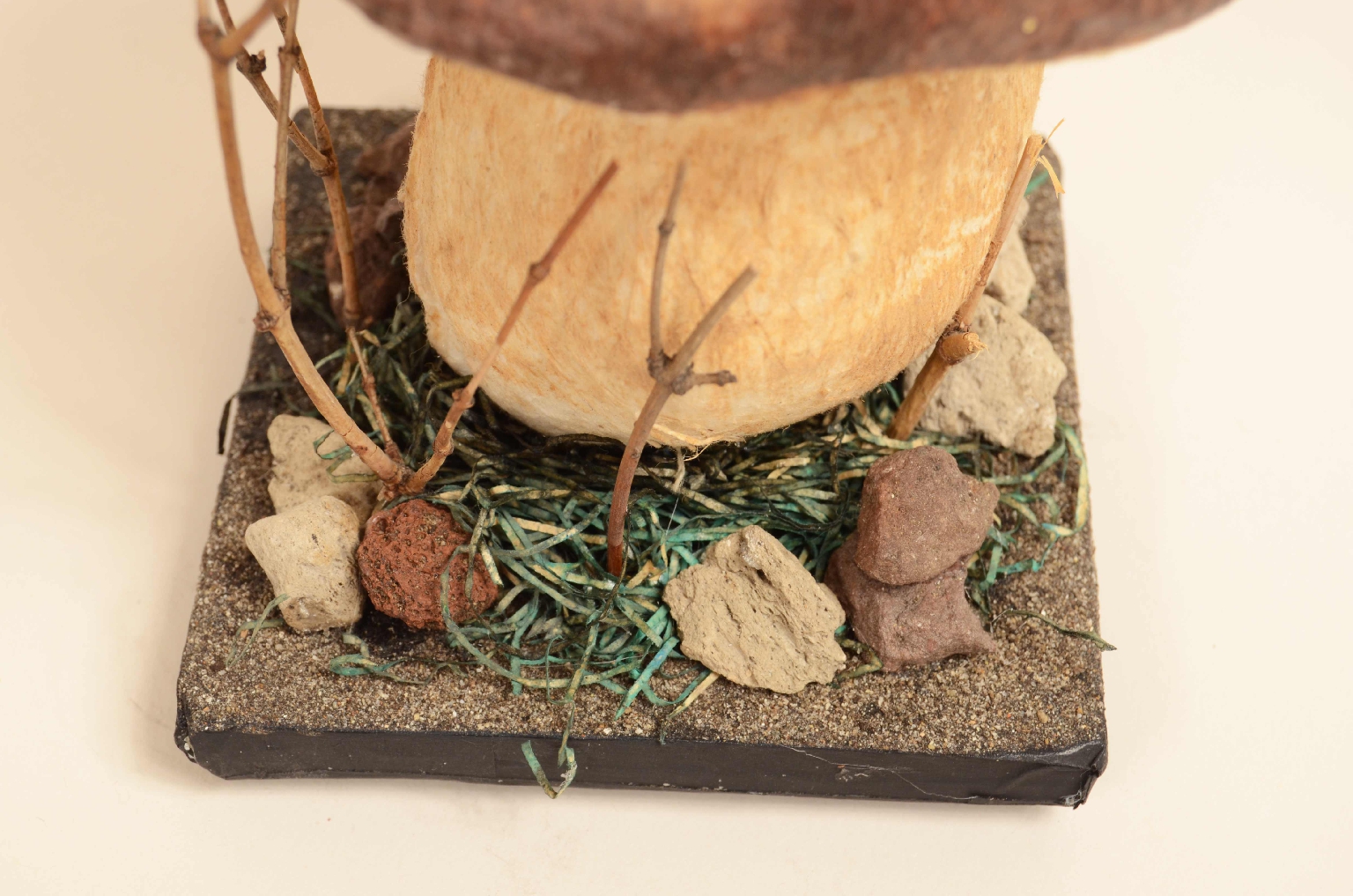 Natural history/7914-Model Porcini