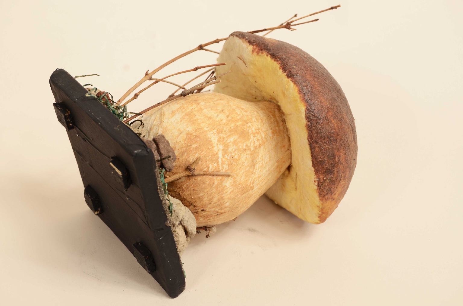 Natural history/7914-Model Porcini