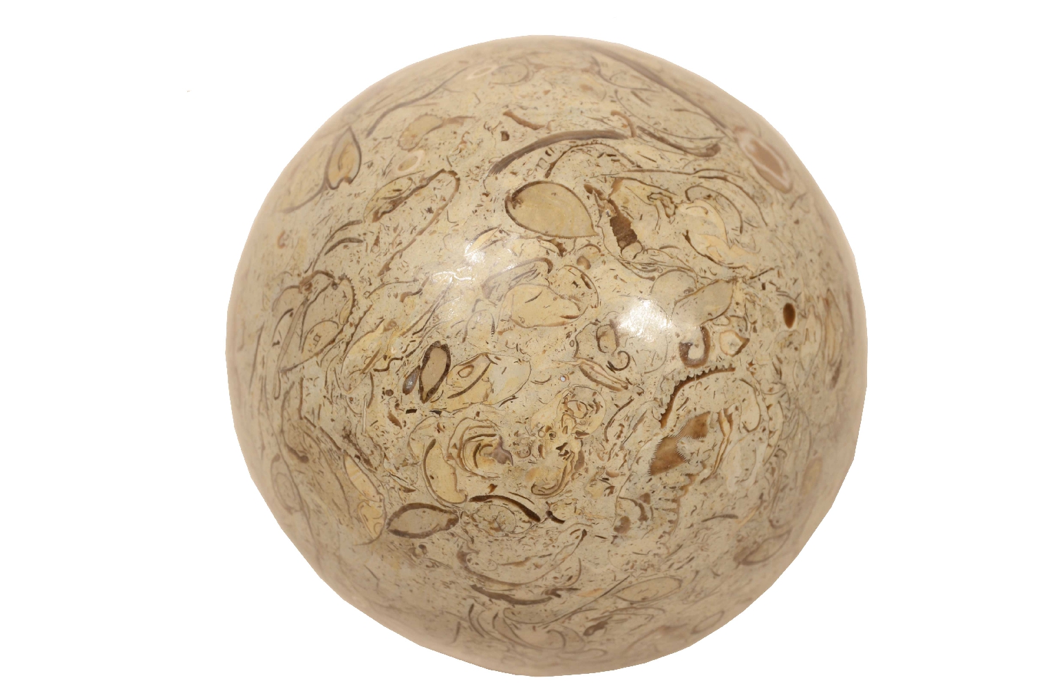 Natural history/8105a-Lumachella