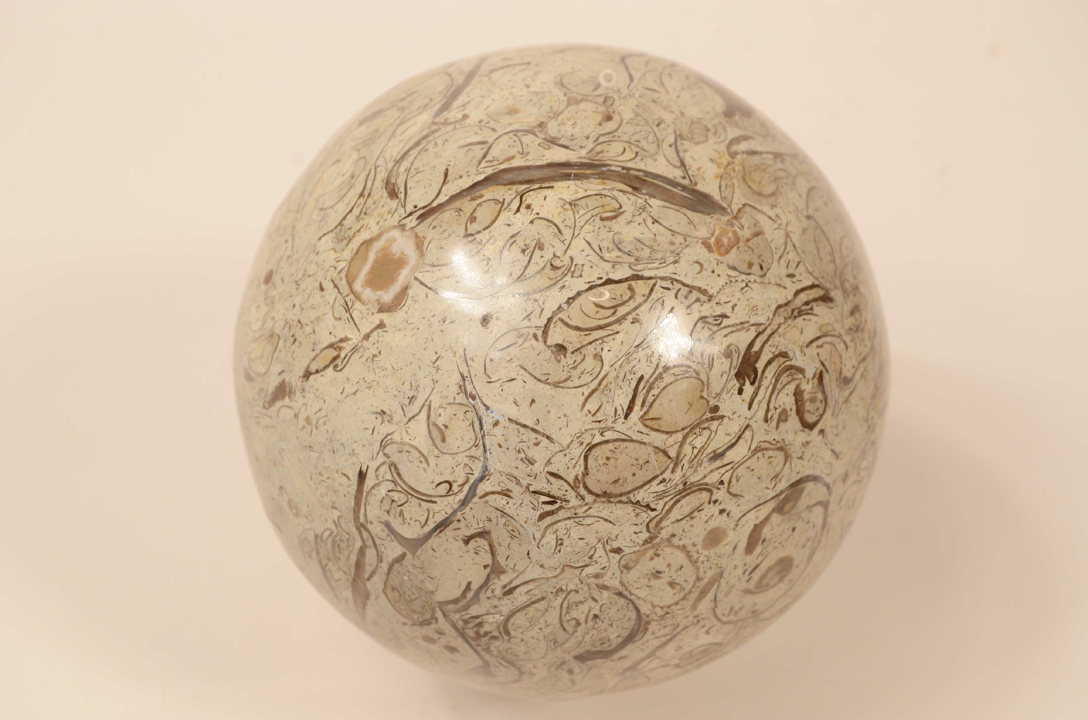 Natural history/8105a-Lumachella