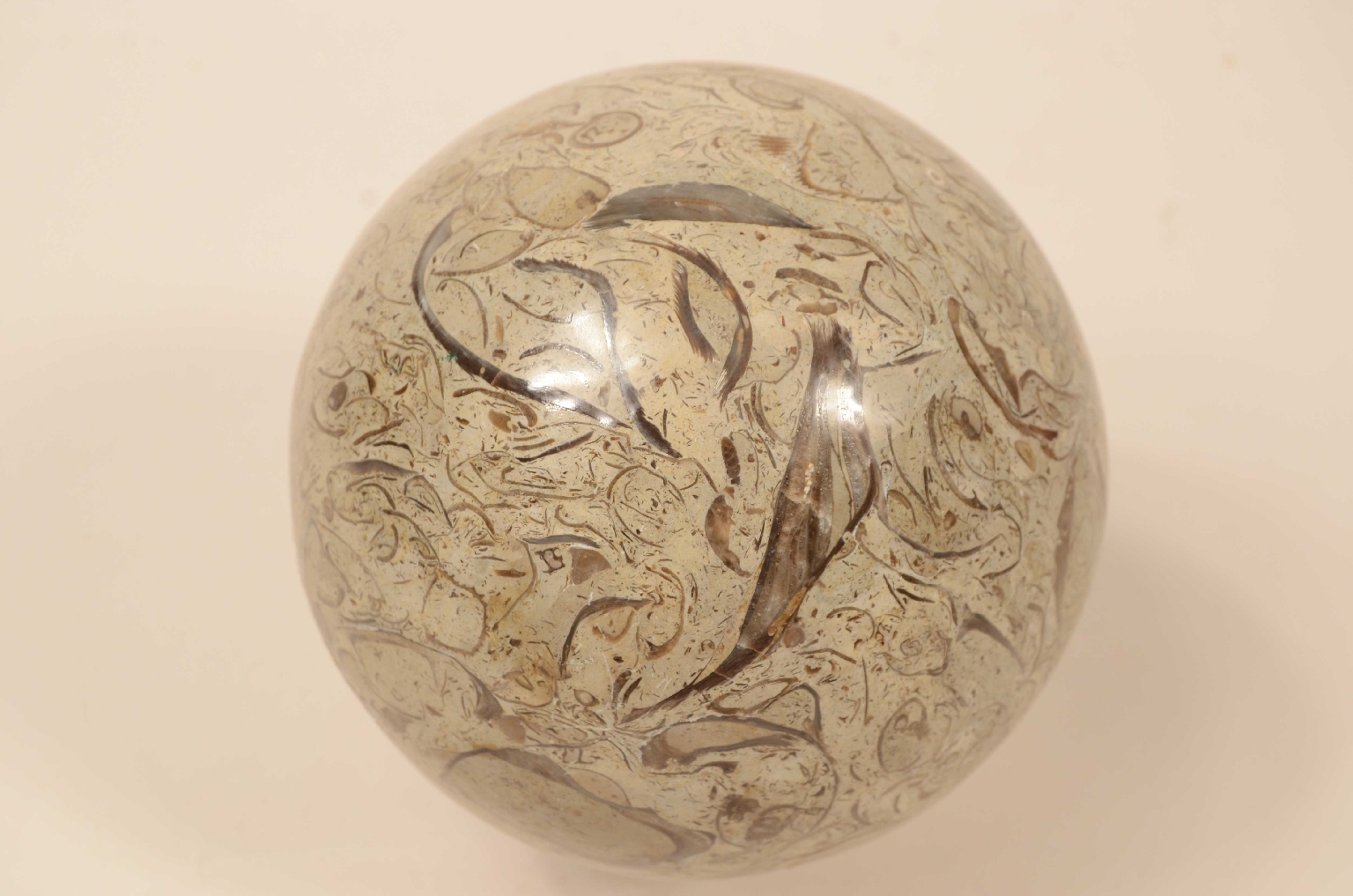 Natural history/8105a-Lumachella