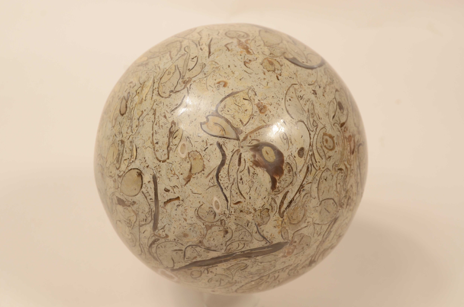 Natural history/8105a-Lumachella