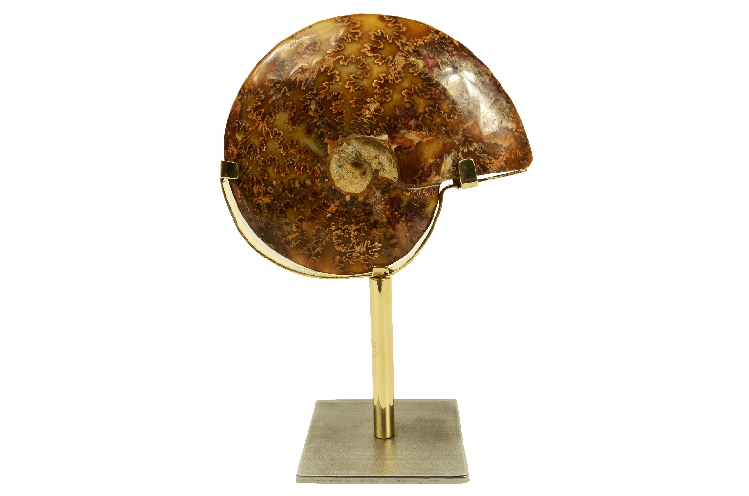 Storia naturale/8565-Ammonite Fossile