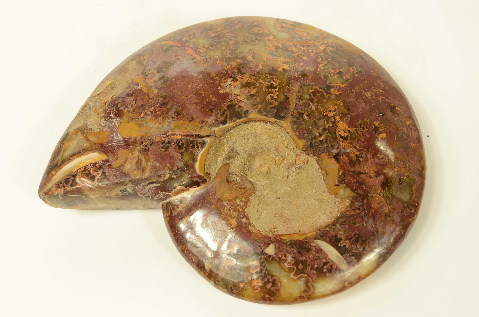 Storia naturale/8565-Ammonite Fossile