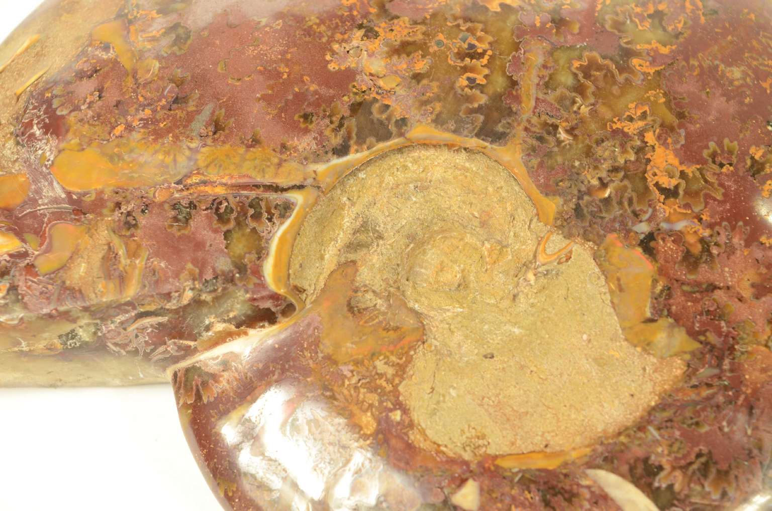 Natural history/8565-Fossil Ammonite