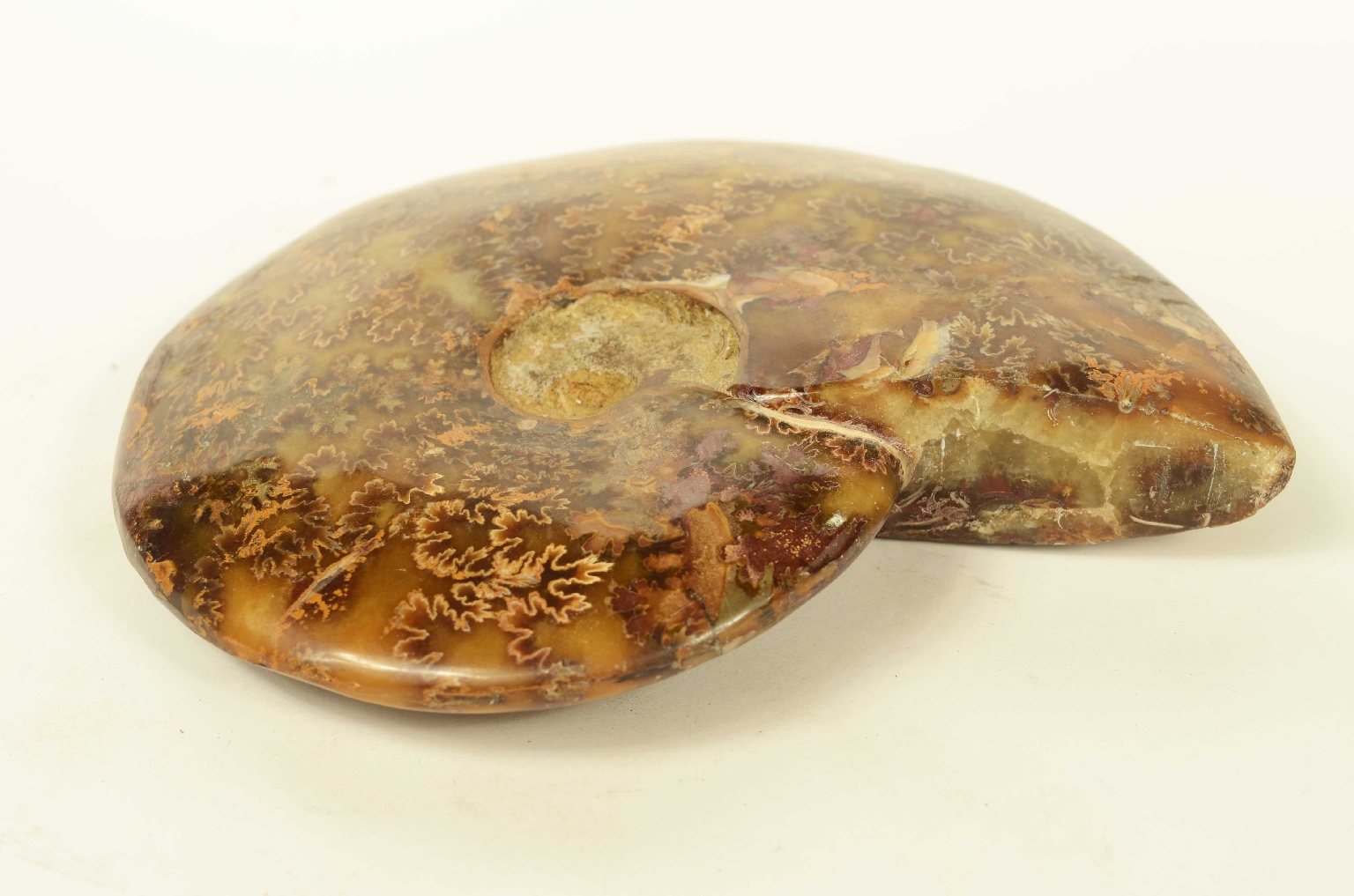 Storia naturale/8565-Ammonite Fossile