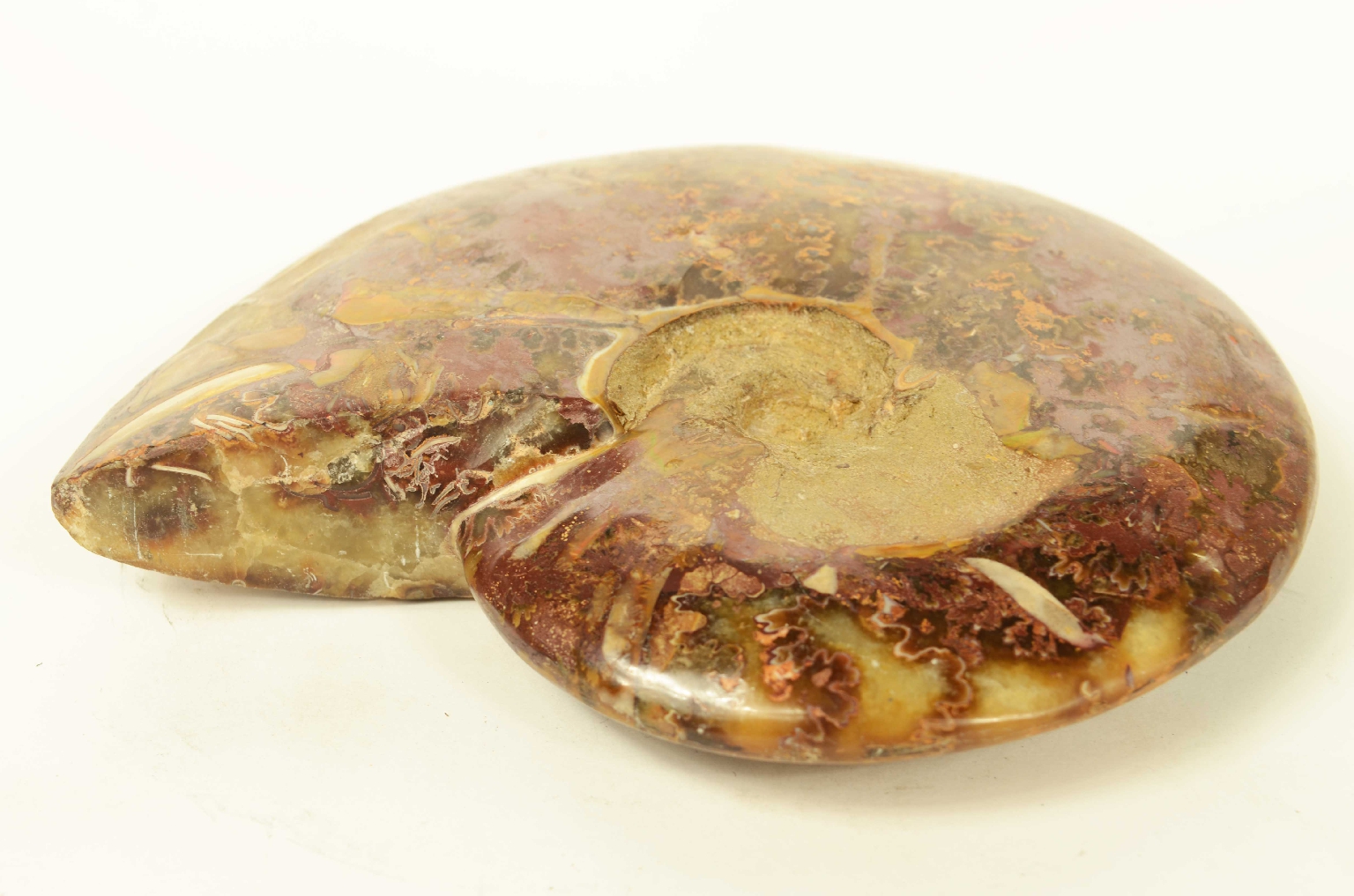 Natural history/8565-Fossil Ammonite