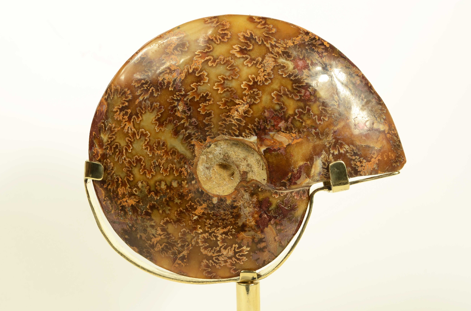 Storia naturale/8565-Ammonite Fossile